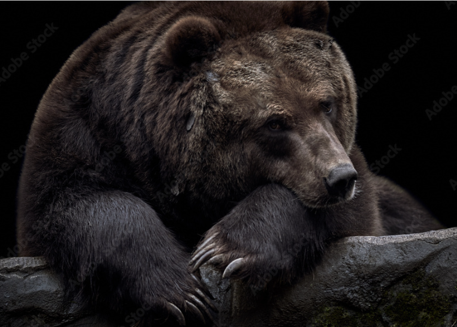 Professional Game Master - Bear | StartPlaying